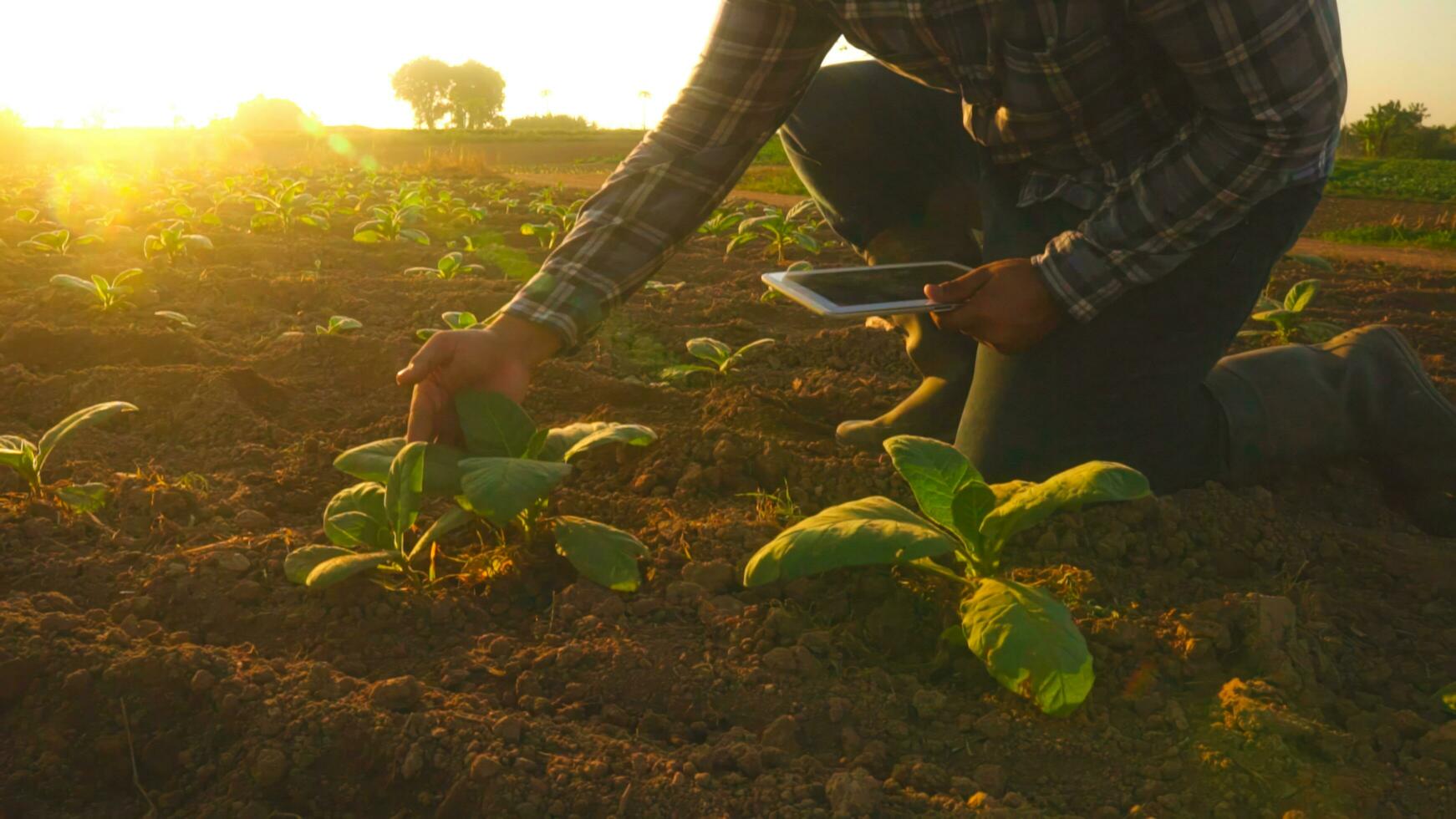 asiatico giovane agricoltori e tabacco agricoltore utilizzare il nucleo dati Rete nel il Internet a partire dal il tavoletta per convalidare, test nel un' tabacco campo. foto