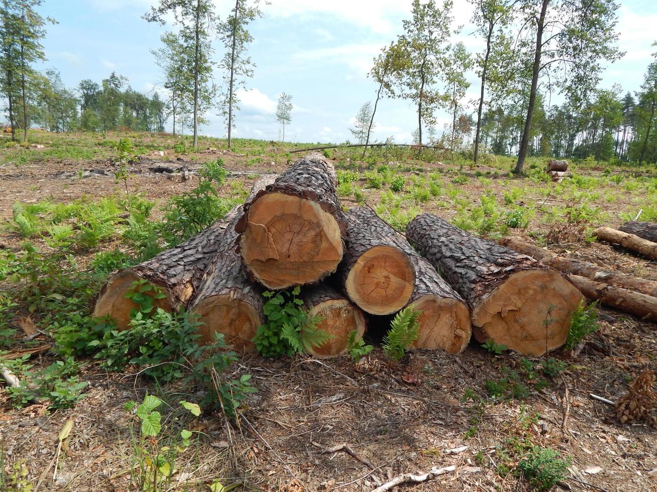 struttura di legno legname abbattimento di alberi foto