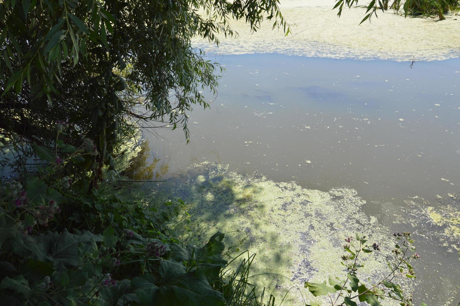 un piccolo fiume scorre ricoperto di canne e bloccato da una diga foto