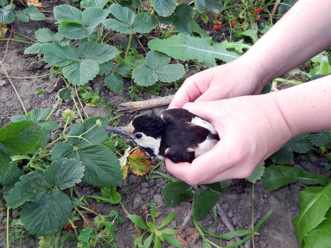 salvezza di un uccello impigliato nelle piante foto