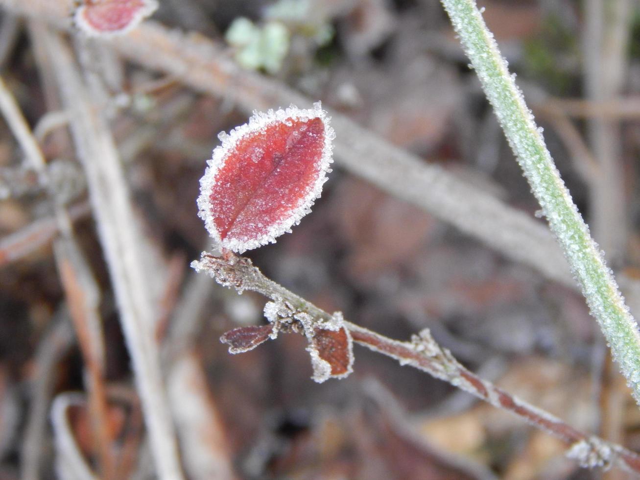 foresta invernale, la trama della natura, del fogliame e delle piante foto