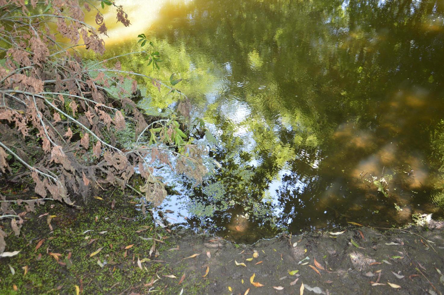 un piccolo fiume scorre ricoperto di canne e bloccato da una diga foto