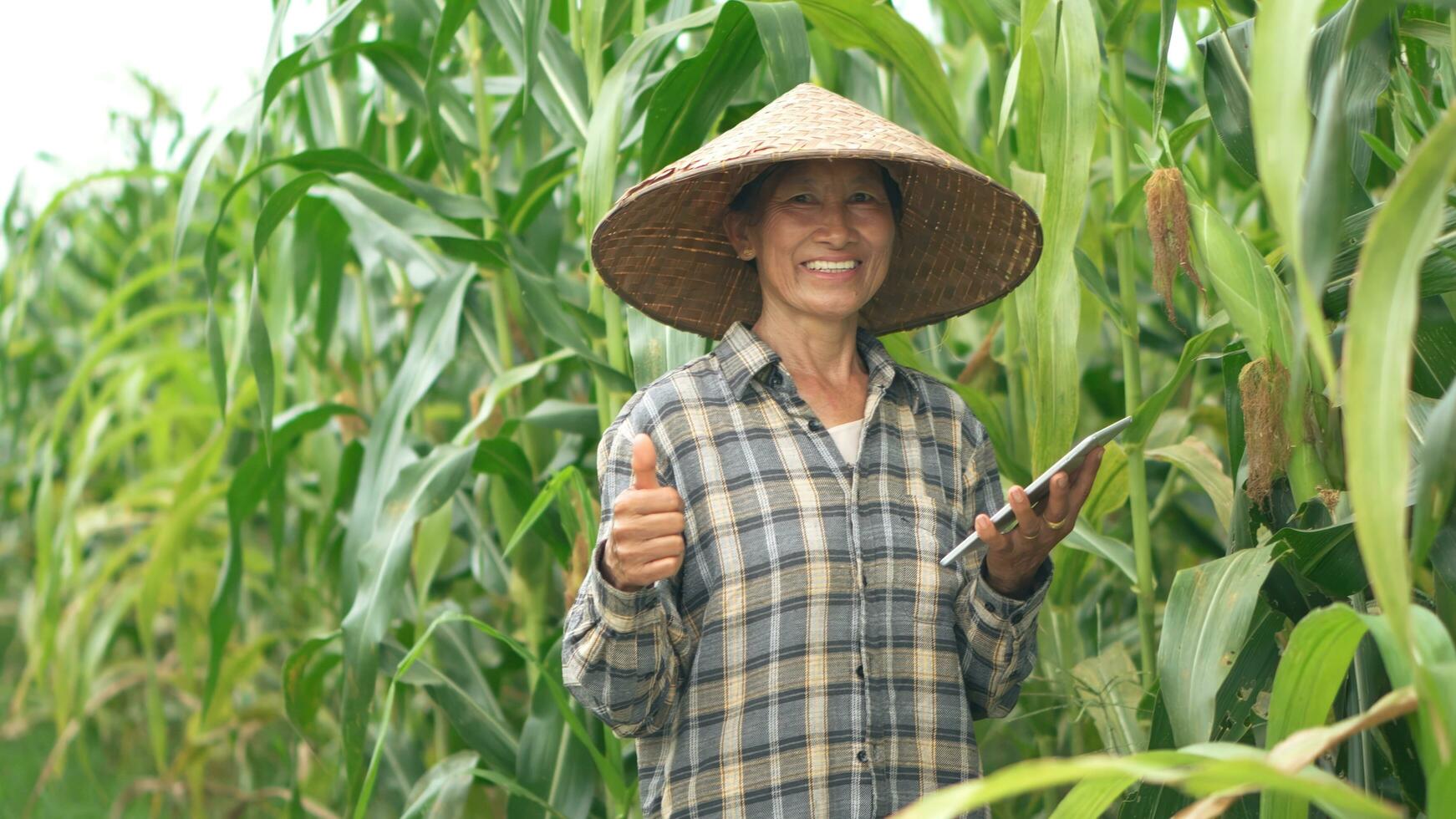 anziano donna agricoltori raccolta Mais durante il agricolo stagione, crescente reddito. foto