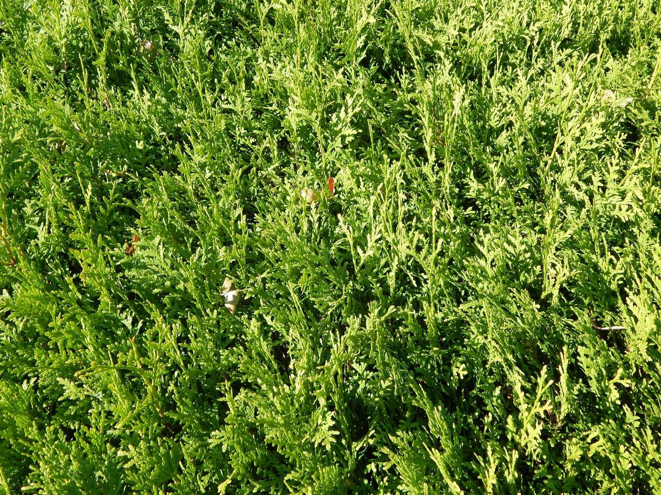 sfondo verde e il paesaggio nel parco foto