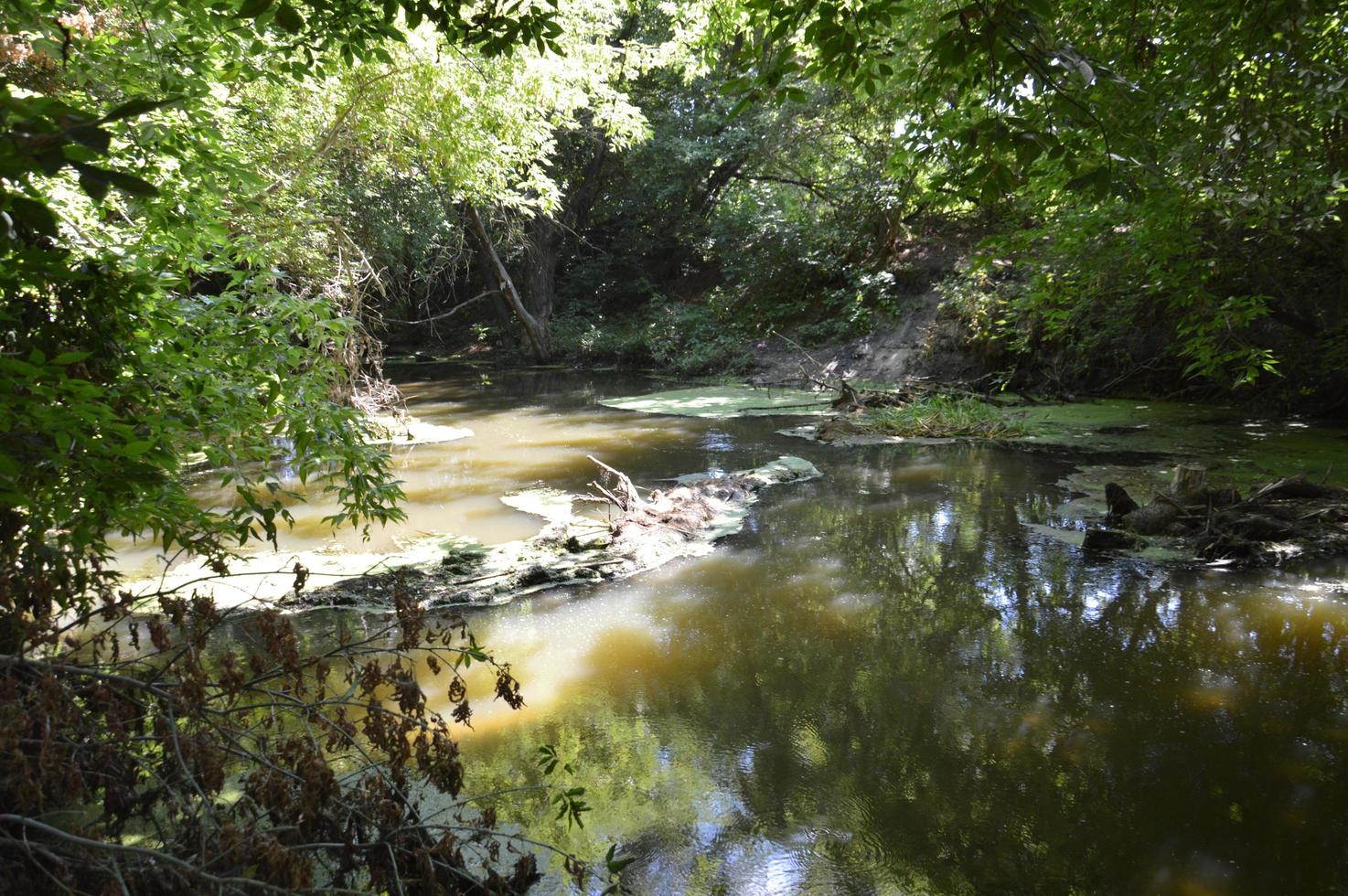 un piccolo fiume scorre ricoperto di canne e bloccato da una diga foto
