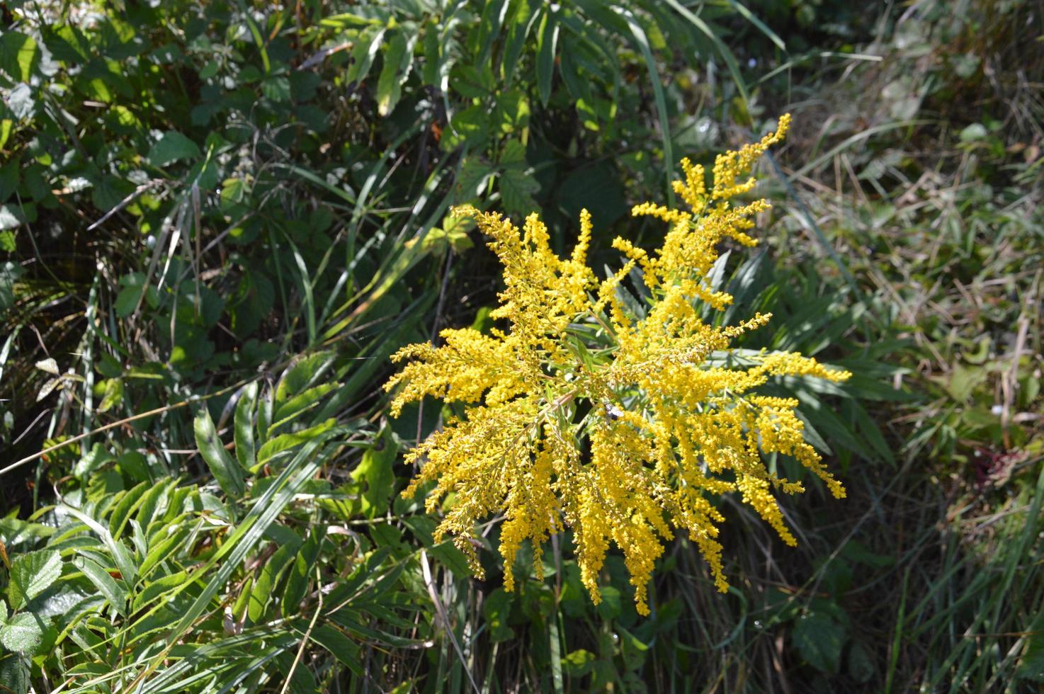 colorati e fiori di campo su sfondo verde foto