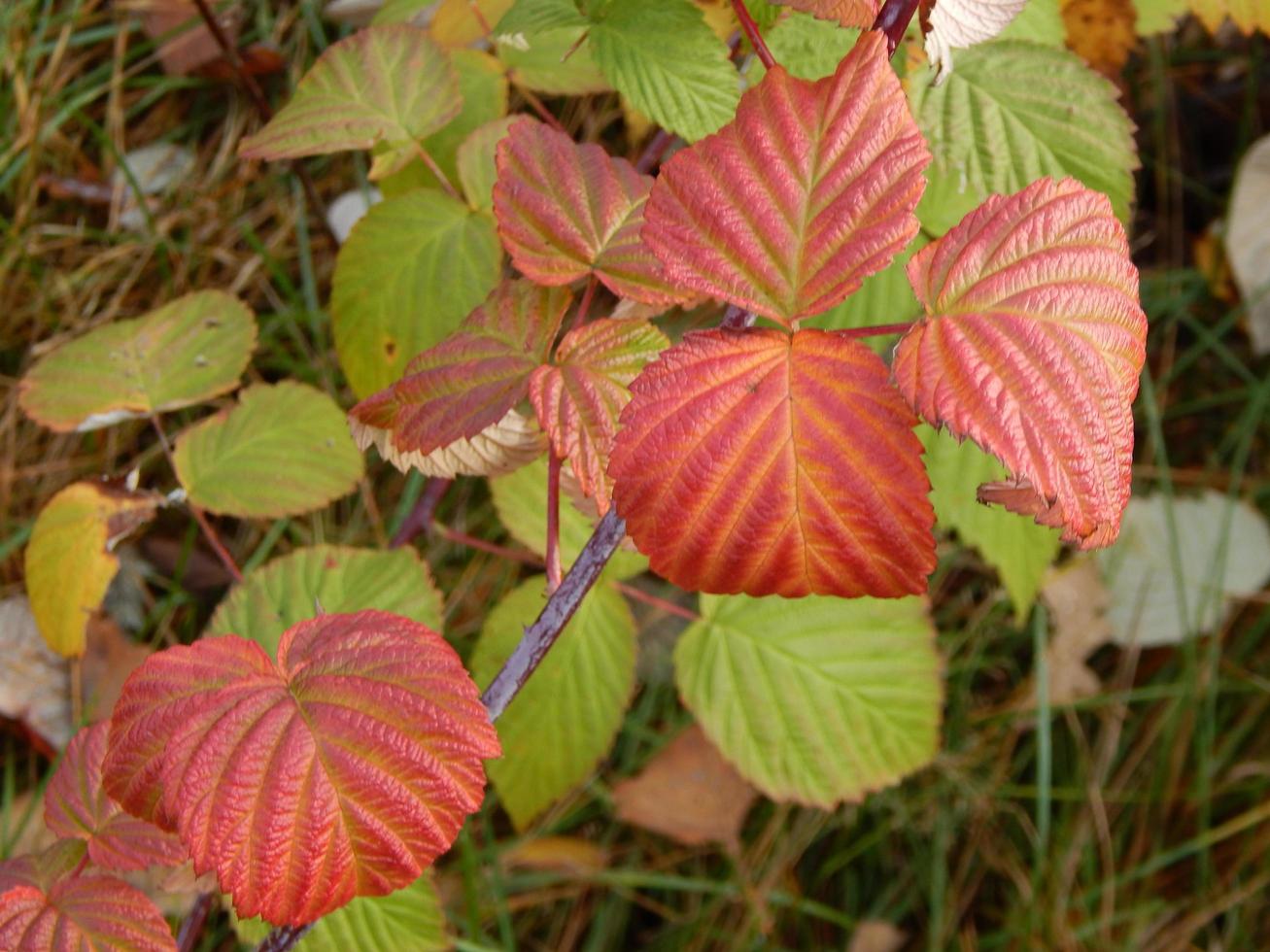 i frutti di bosco in autunno crescono nel bosco foto