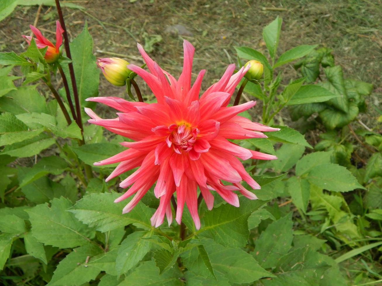 piante e fiori in giardino e in giardino foto