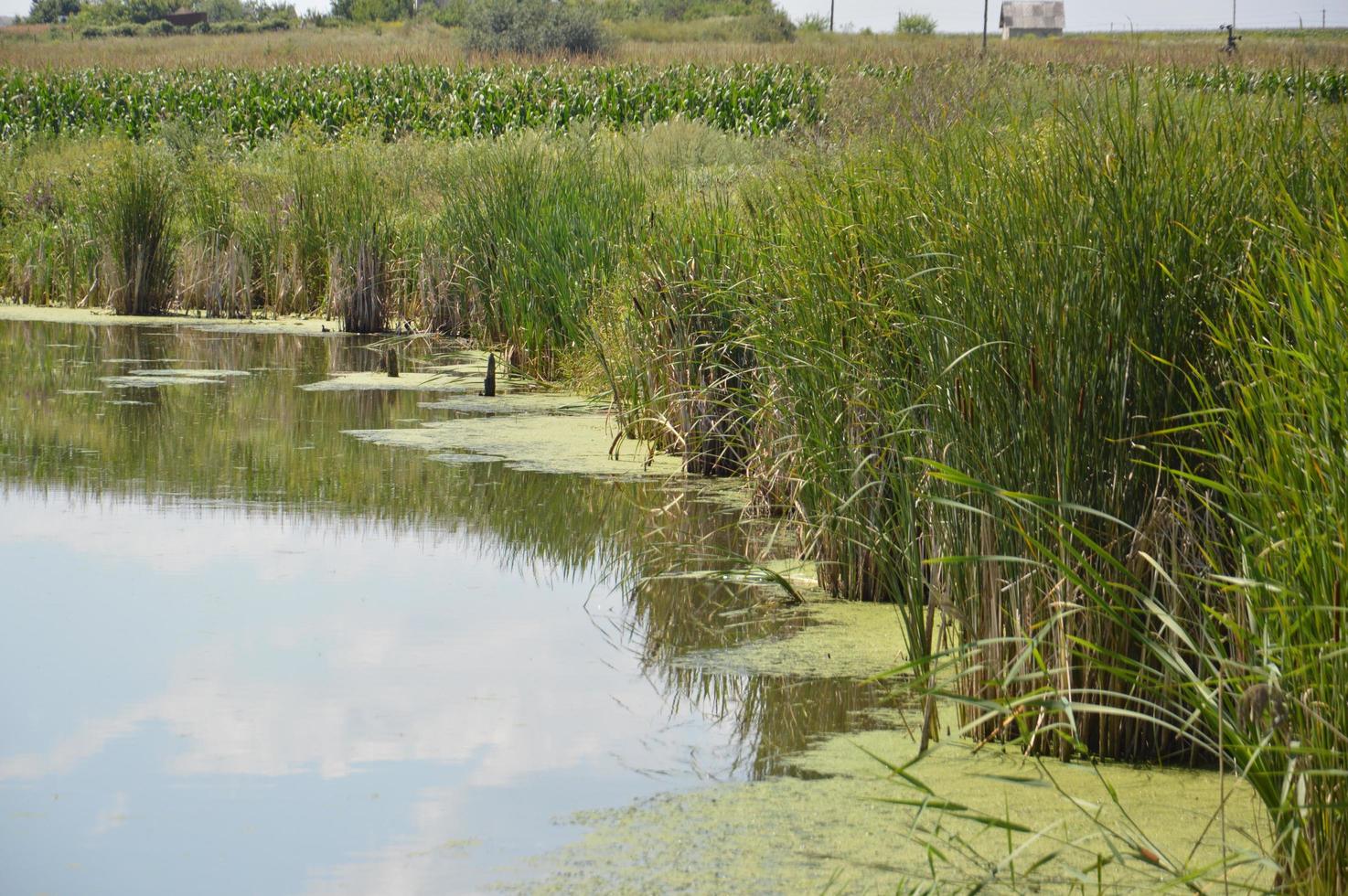 un piccolo fiume scorre ricoperto di canne e bloccato da una diga foto