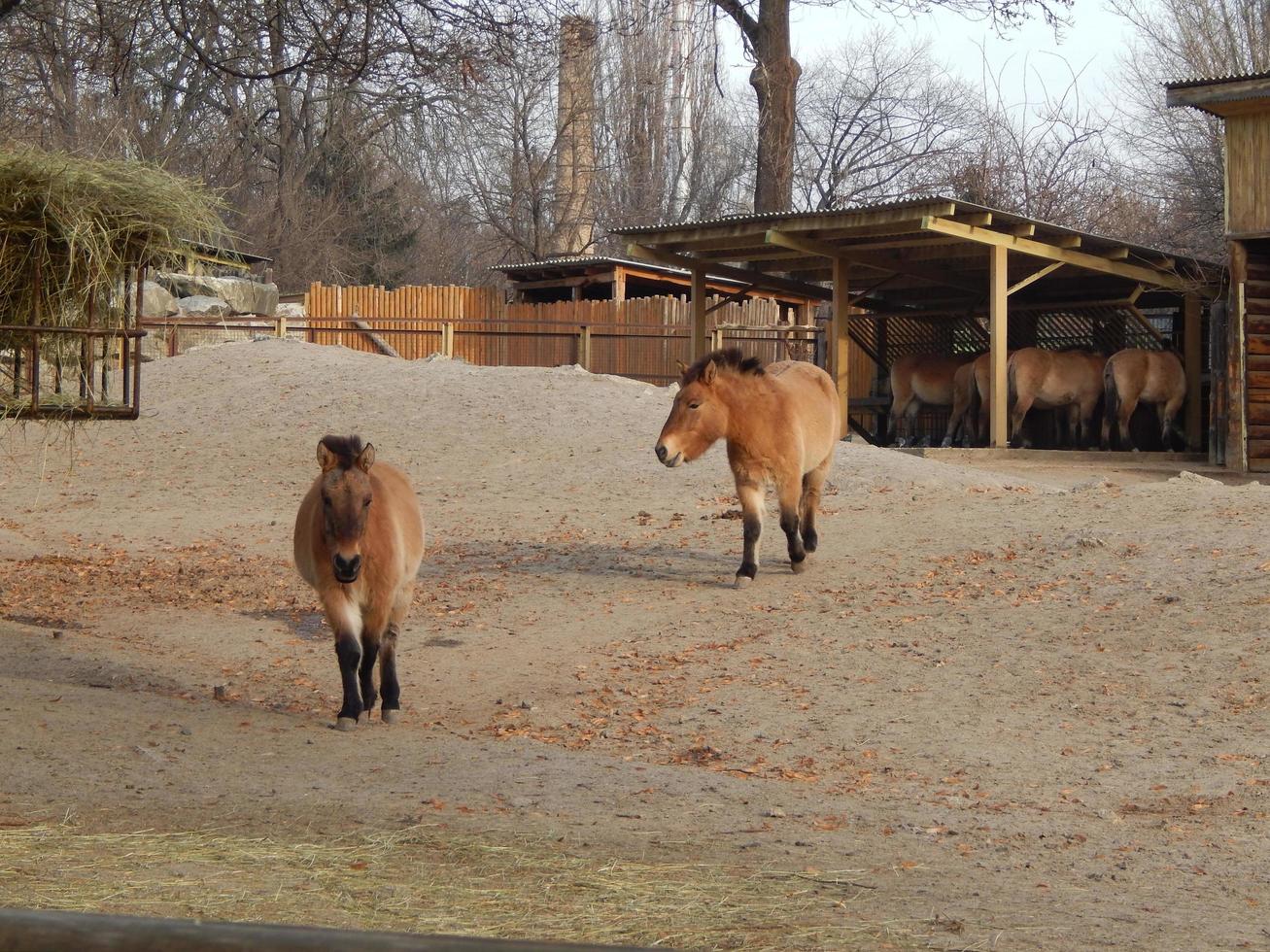 animali da zoo in gabbie e voliere foto