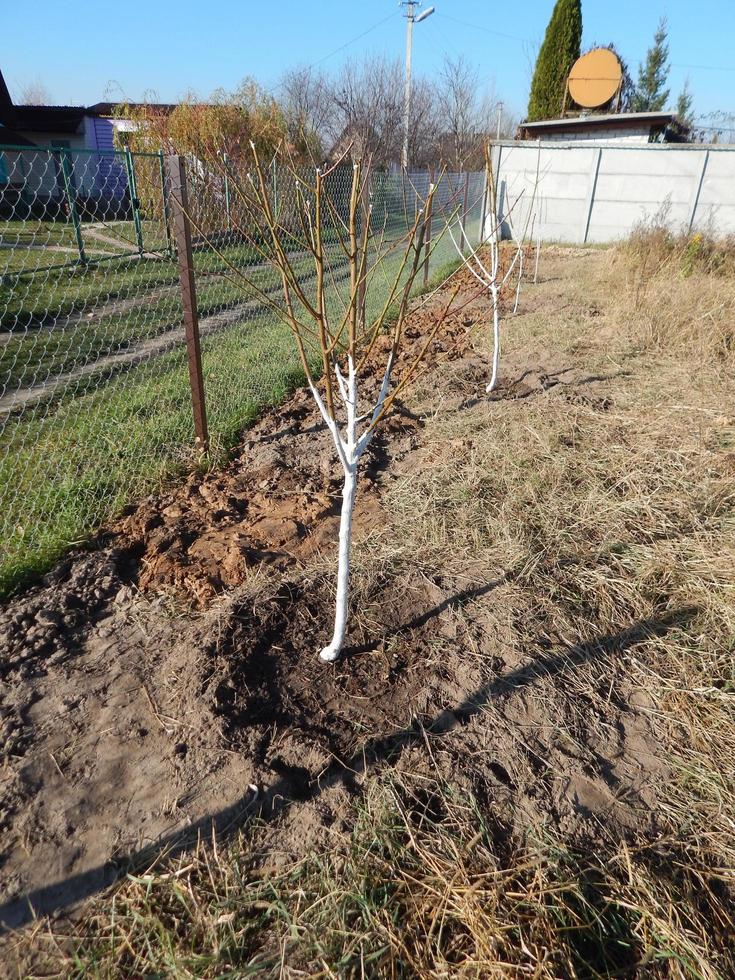 piantare giovani piantine di alberi in autunno in giardino foto