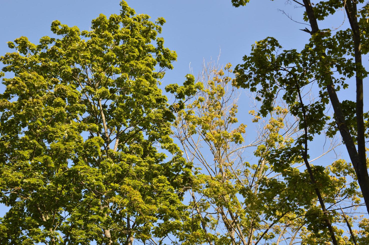 foresta verde estiva alla luce del sole foto