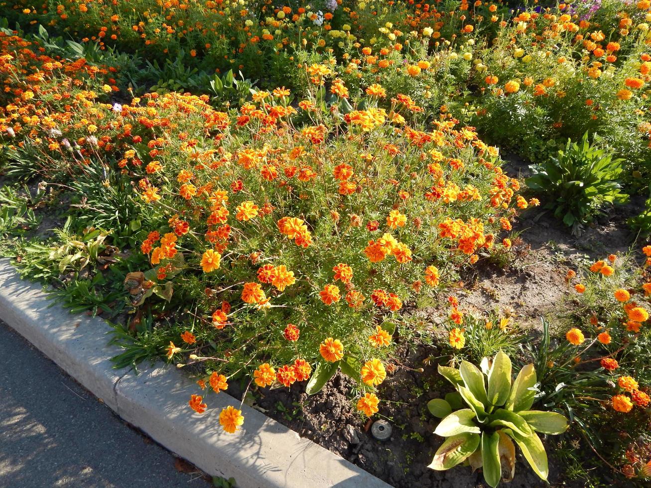 progettazione del paesaggio e composizione di piante da giardino foto