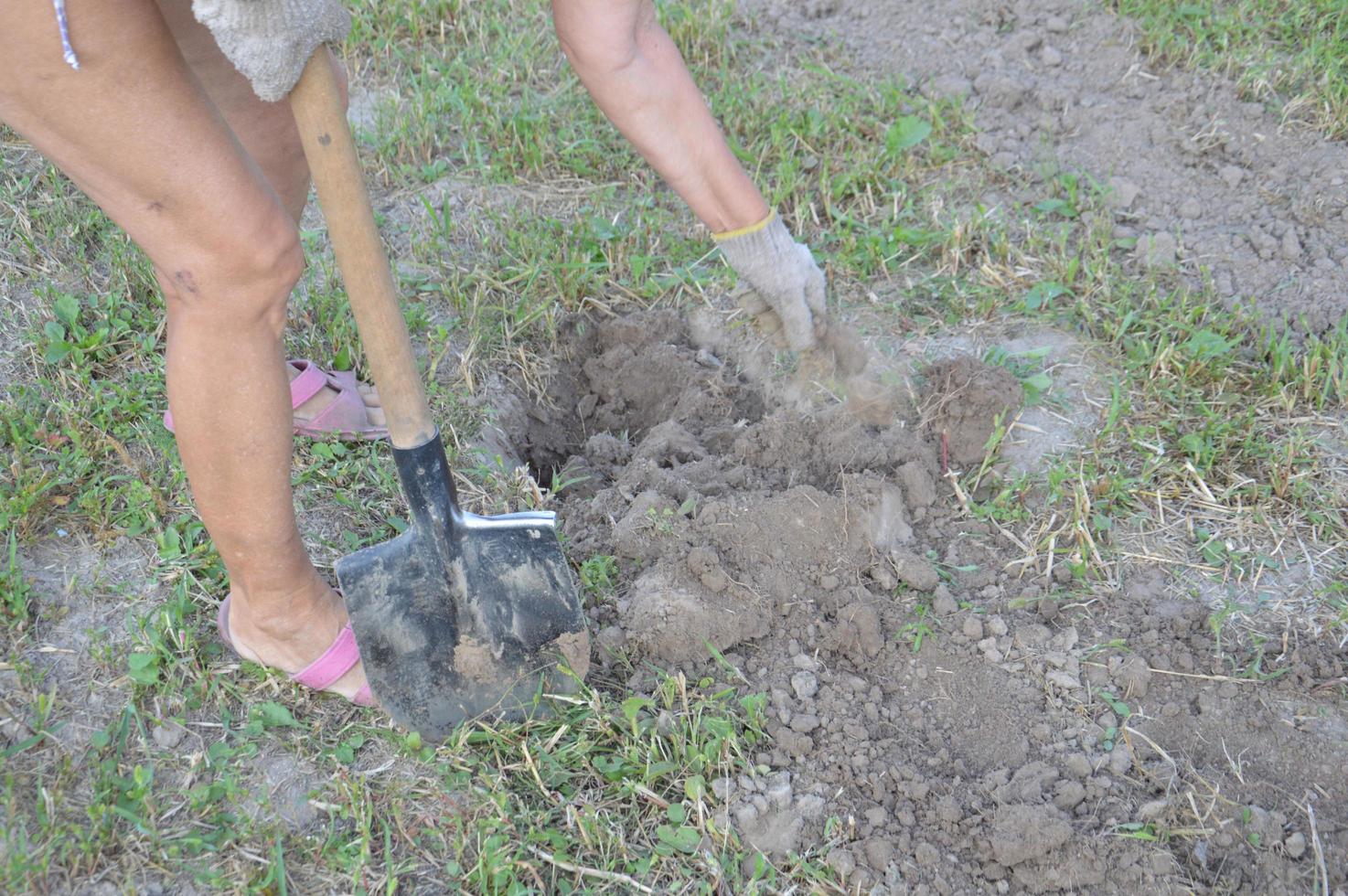 donna scava patate con una pala in giardino foto