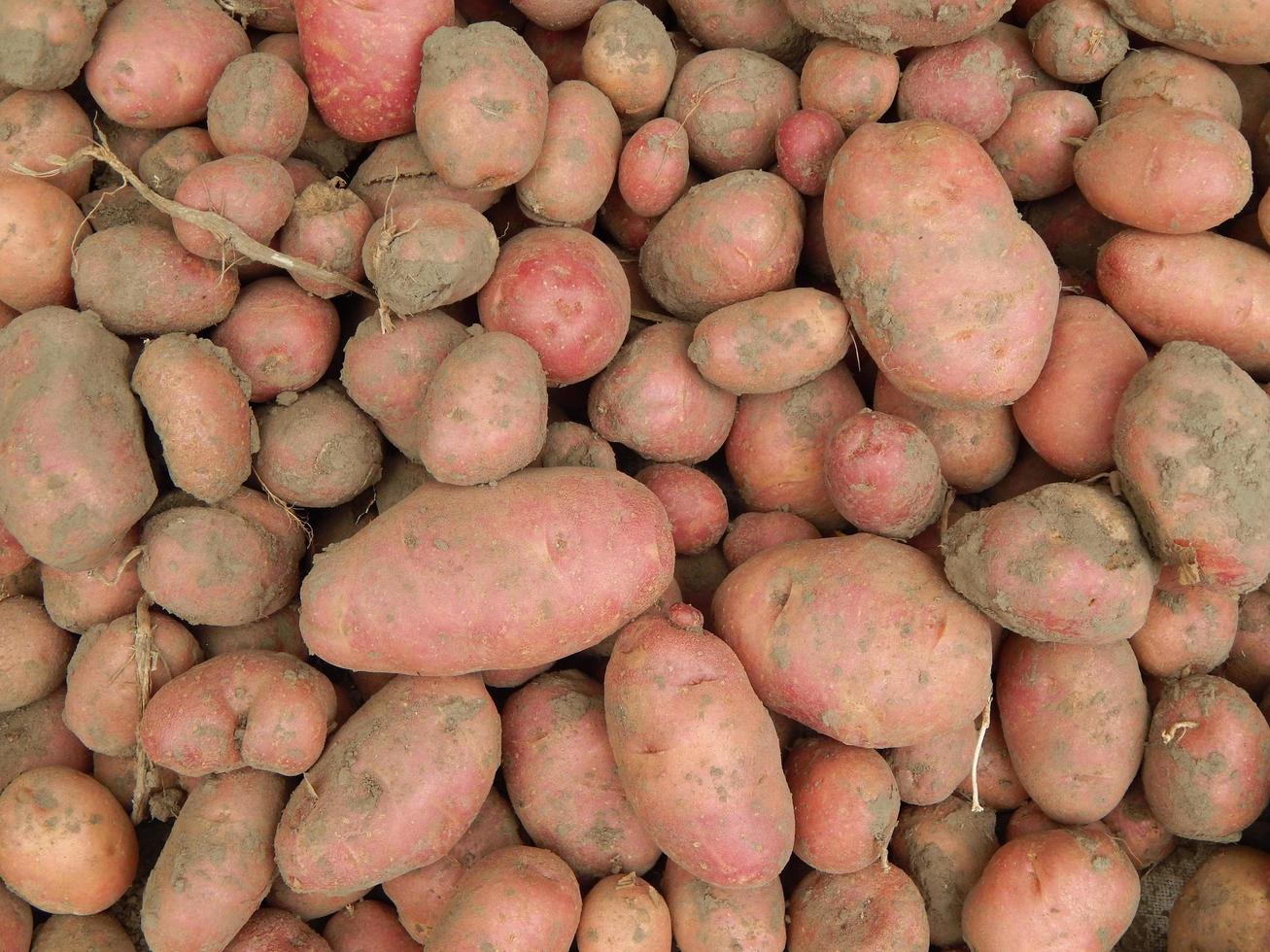 il cibo nell'orto di frutta e verdura foto