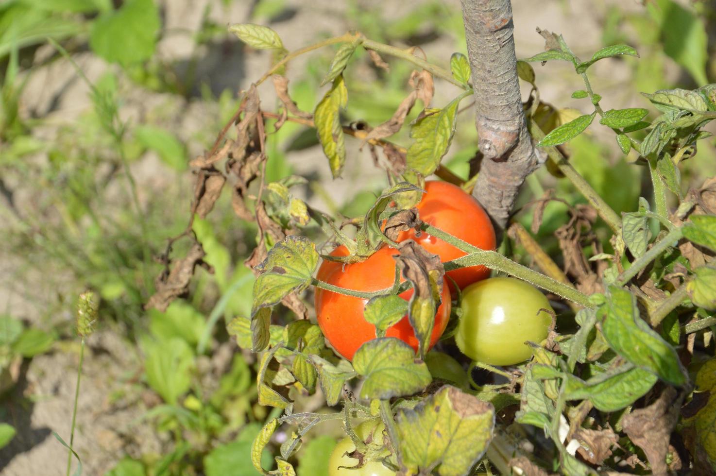 pomodori maturi maturati nell'orto foto