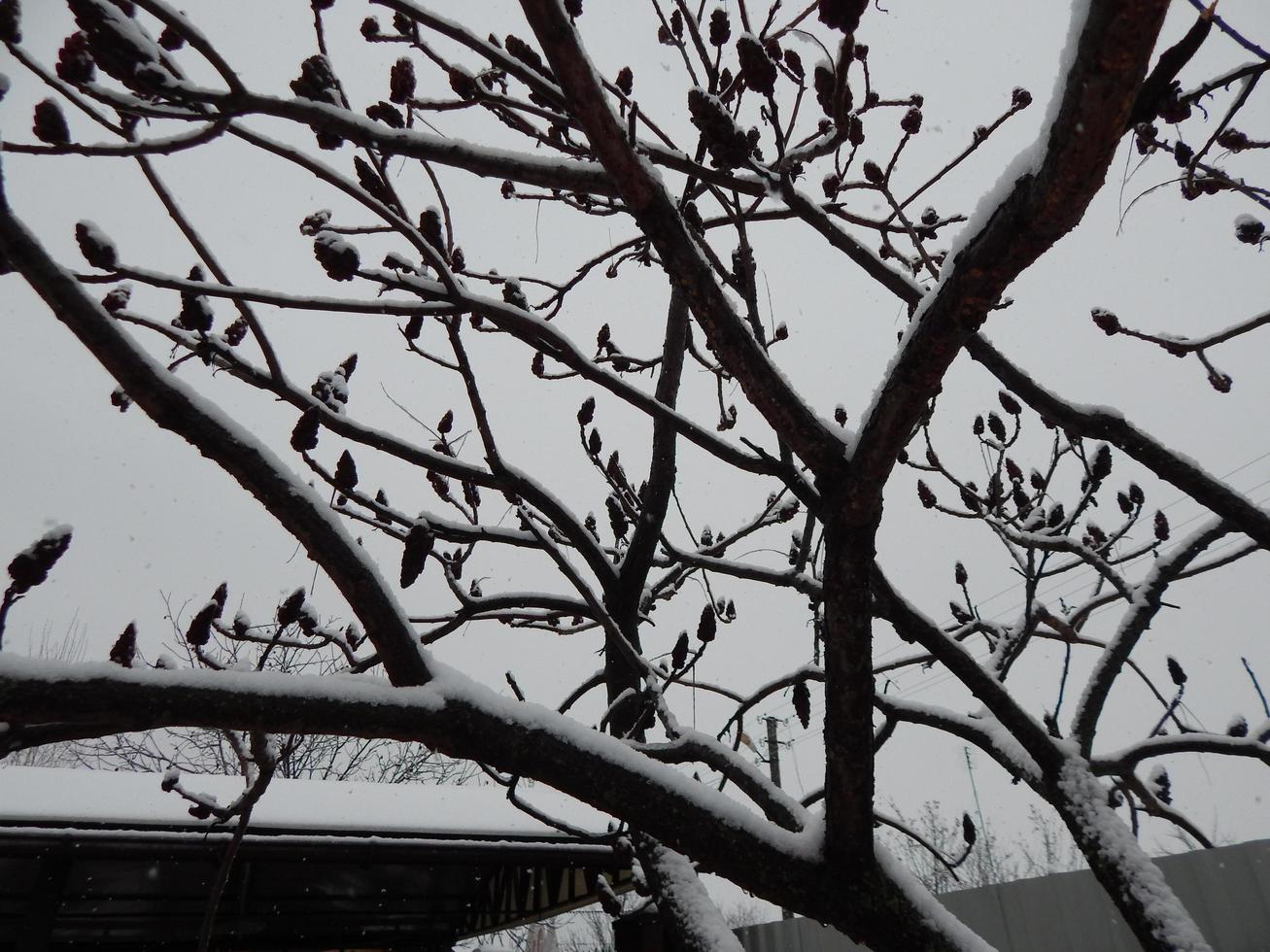 trame di neve invernale, alberi e piante nel gelo foto