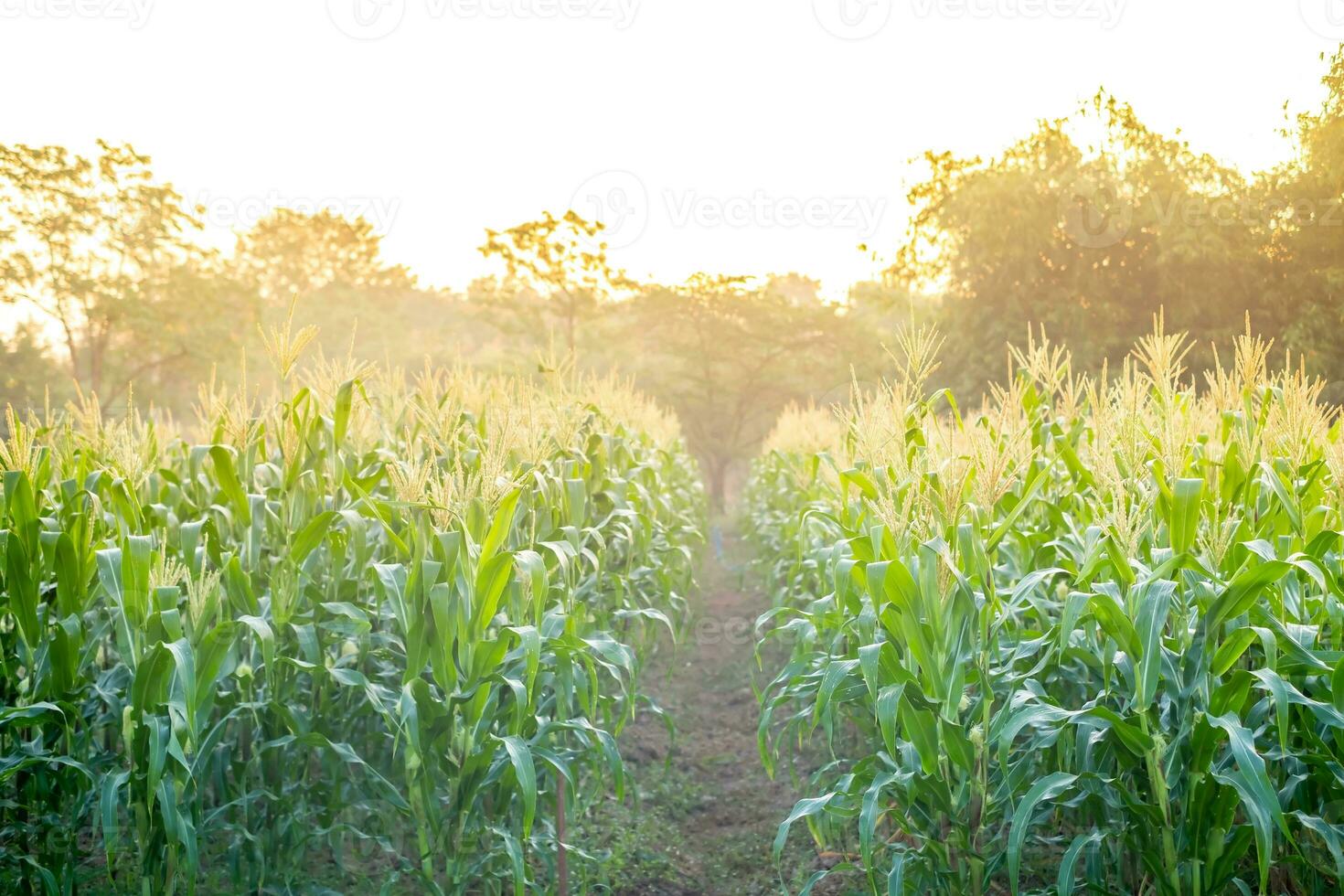 verde Mais campo con luce del sole nel mattina giorno, giovane Mais albero per grafico desing, manifesto, bandiera foto