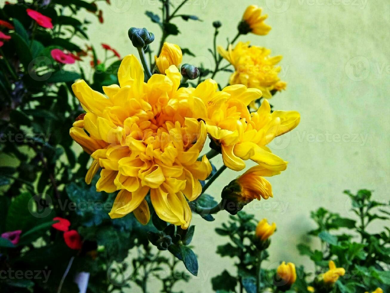 delicato fiore fiorire nel natura con giallo petali foto