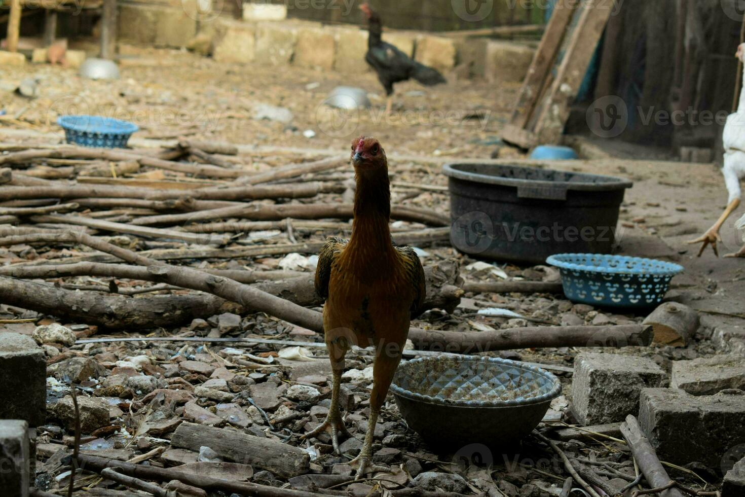 nero gallina in piedi davanti di Gallo e guardare per cibo su Casa Giardino dietro la casa. foto