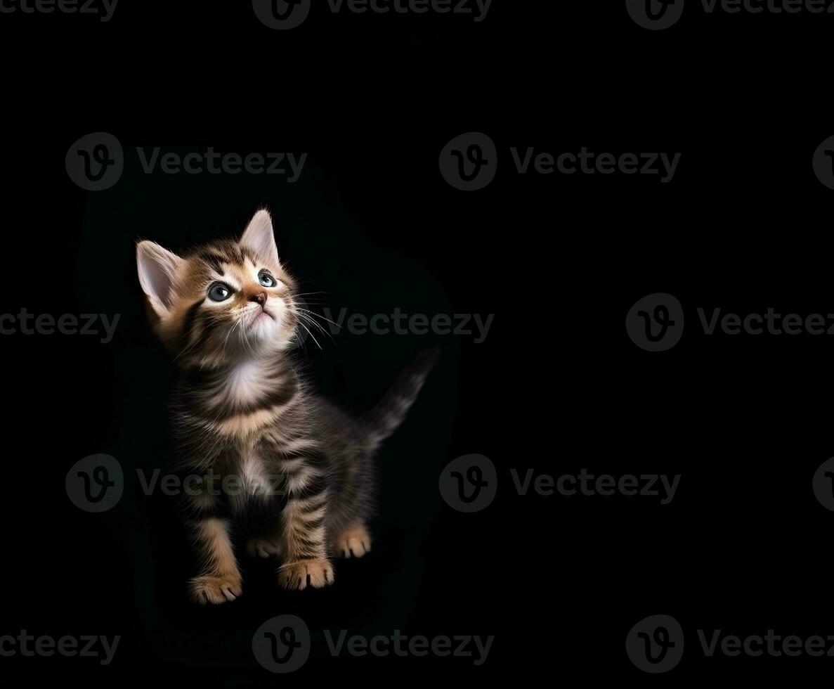 ai generato il gattino sembra su su un' nero sfondo foto