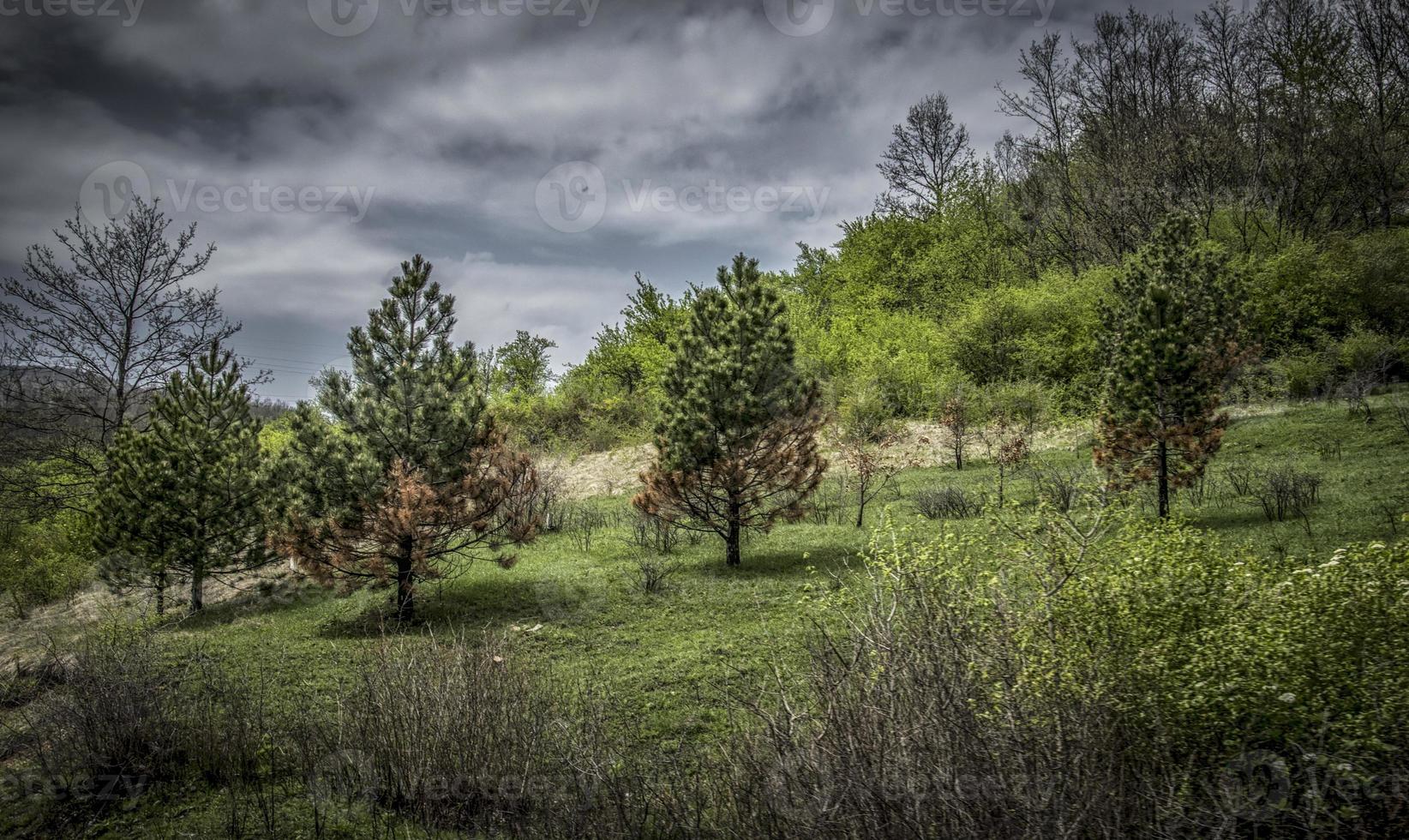 natura in primavera su mokra gora in serbia foto