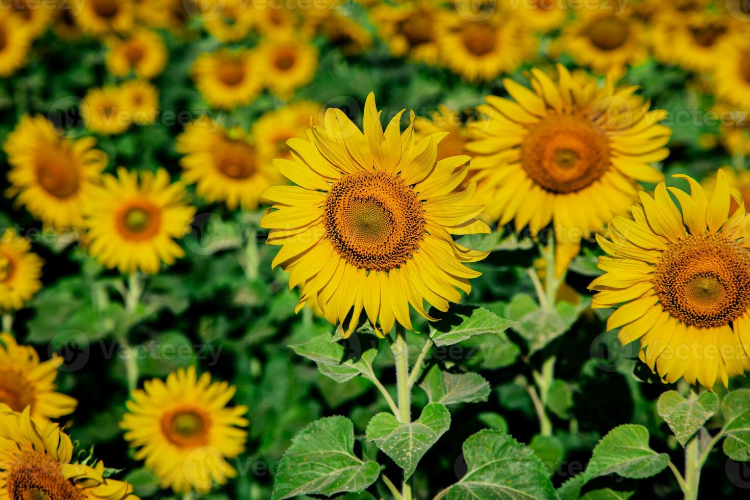 girasole in crescita nel campo di girasoli durante un' simpatico soleggiato inverno giorno giallo girasoli contrasto con il blu cielo nel agricoltori giardino nel asiatico naturale sfondo. foto