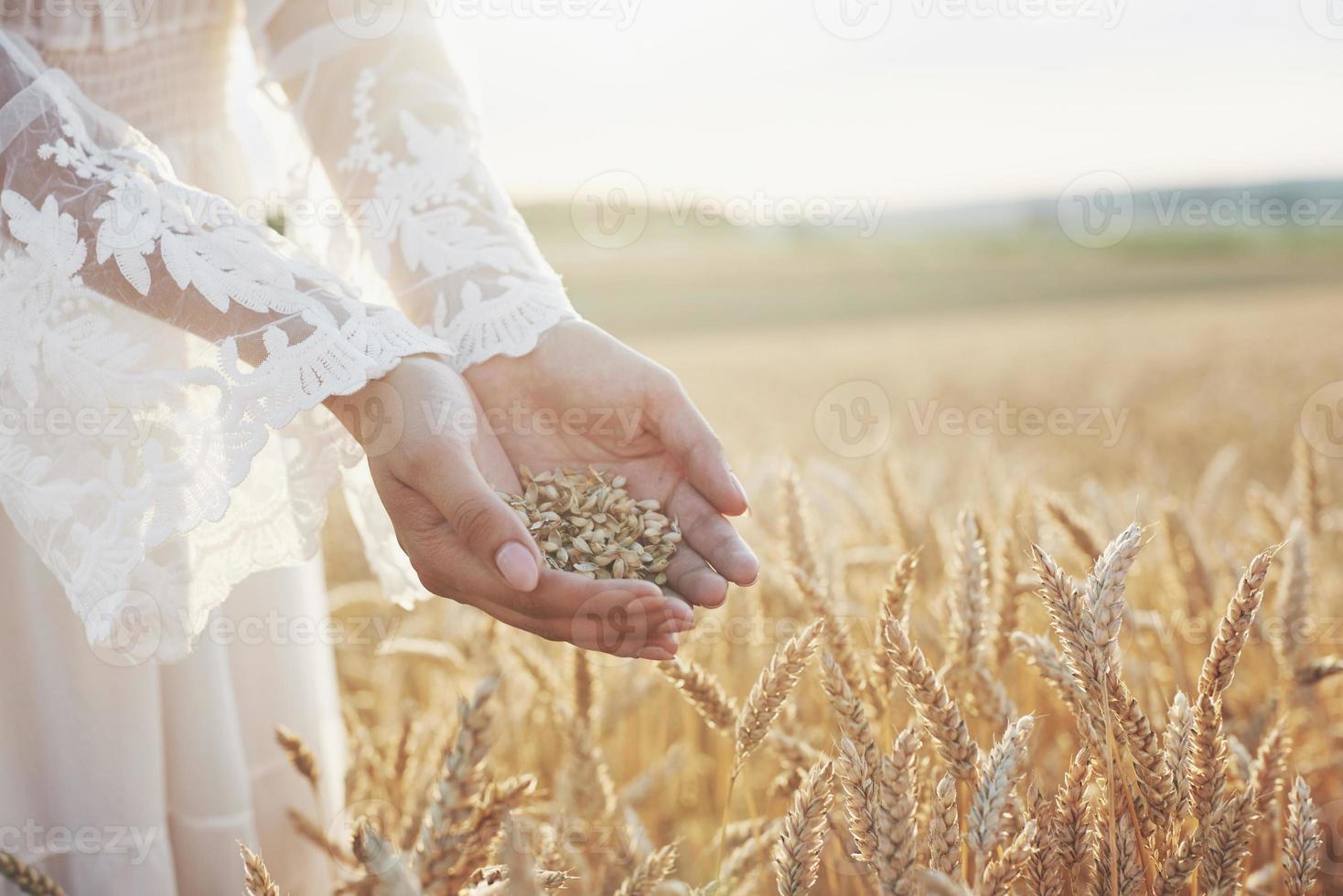 raccolto, primo piano delle mani della ragazza che tengono i chicchi di grano. concetto di agricoltura e prosperità foto