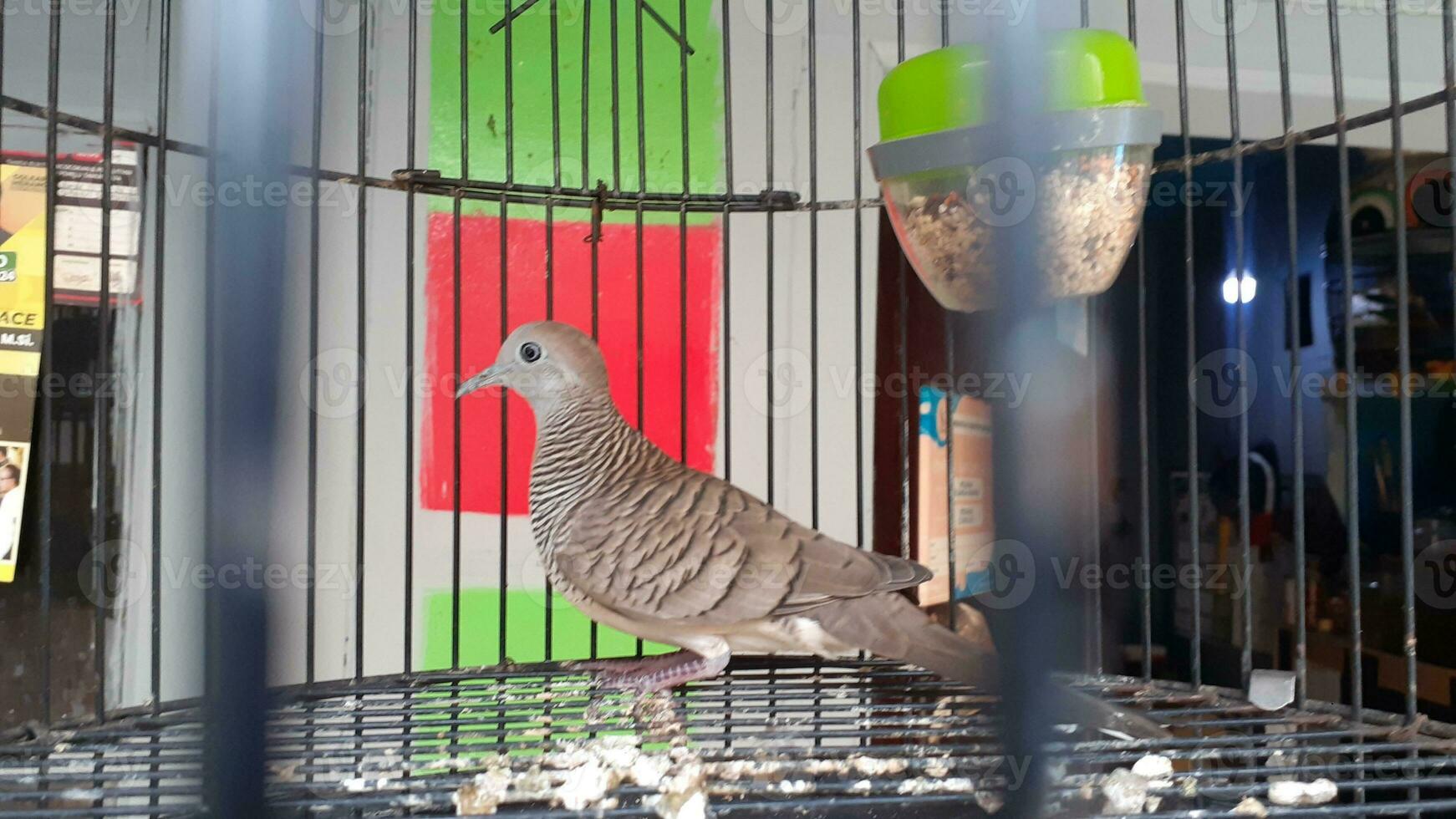 Immagine di un' uccello nel un' gabbia foto