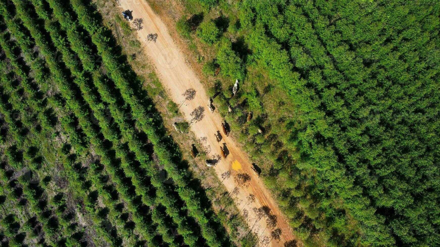 aereo Visualizza di un' mandria di mucche a piedi su un' sporco strada nel un' rurale pascolo nel il mattina. bellissimo verde la zona di terreni agricoli o eucalipto piantagioni con mandrie nel il piovoso stagione di settentrionale Tailandia. foto