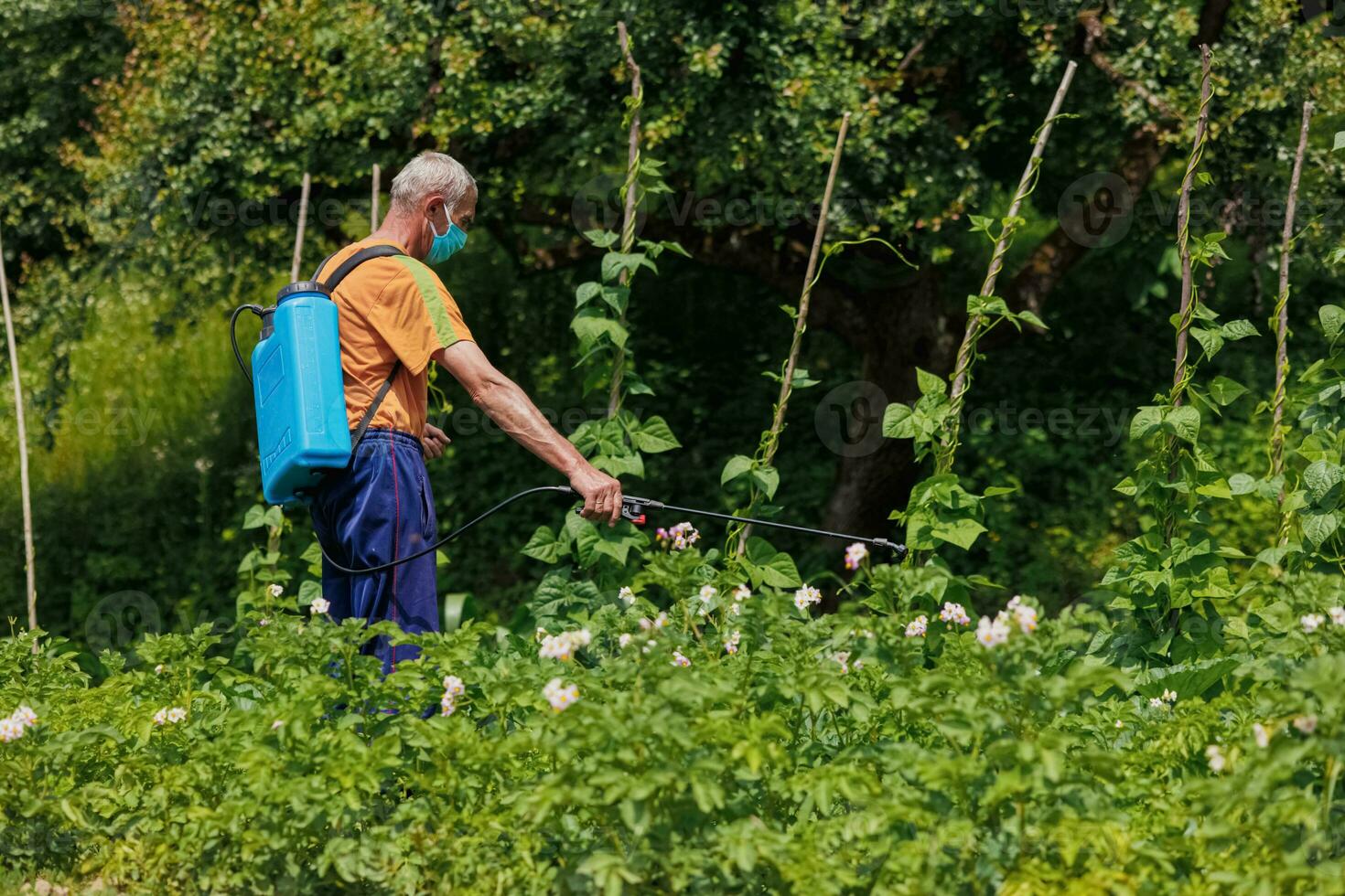 un anziano uomo nel il villaggio spray il suo verdura giardino contro parassiti. un' lavoratore spray pesticida su verde Patata le foglie all'aperto. peste controllo foto