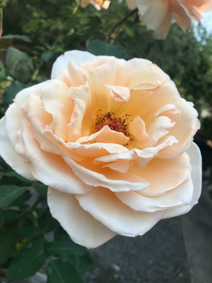 crema e bianca fiore di rosa 'giardino' nel pieno fioritura foto