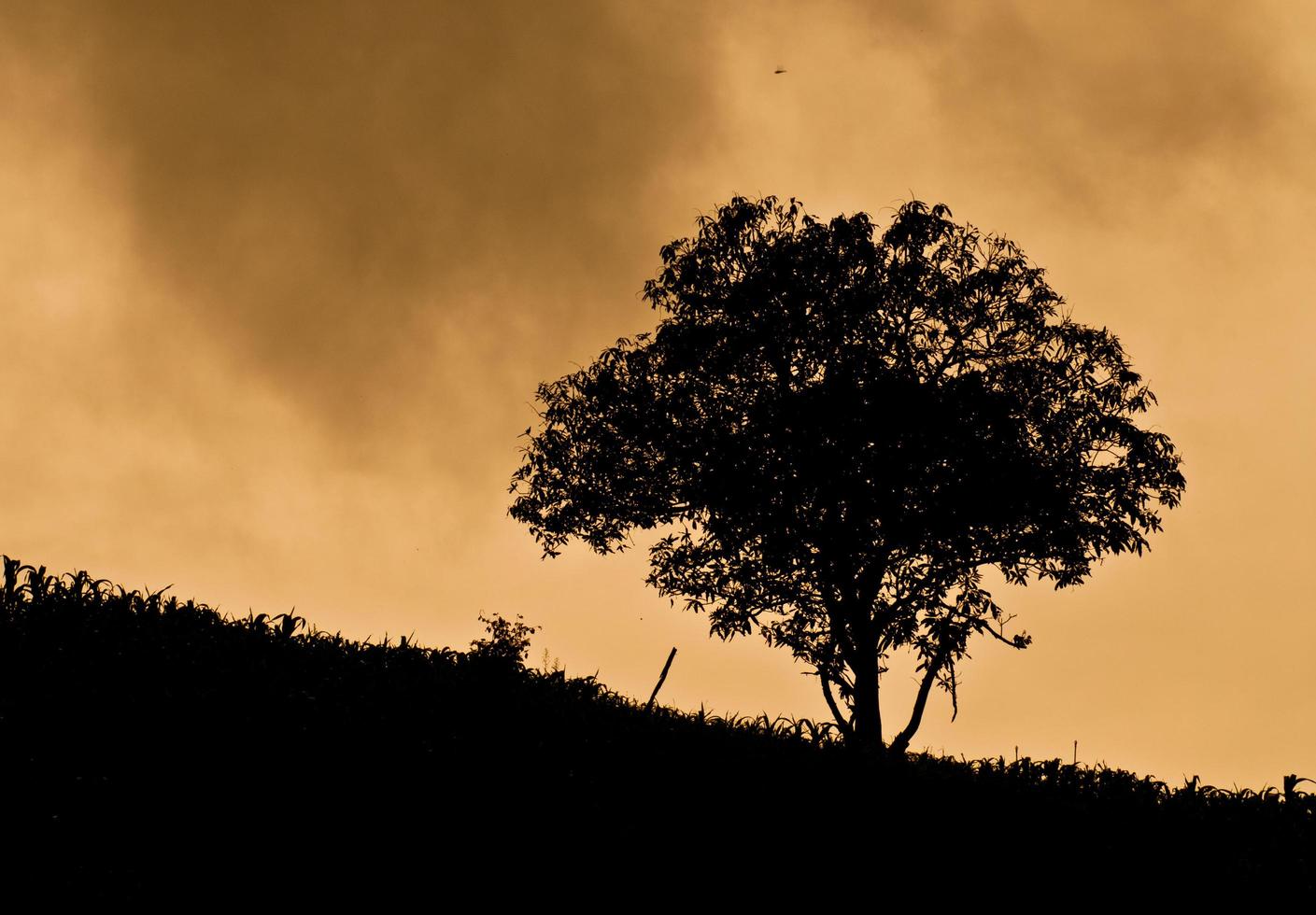 un vecchio albero maturo stende i suoi rami su un pendio di campagna foto
