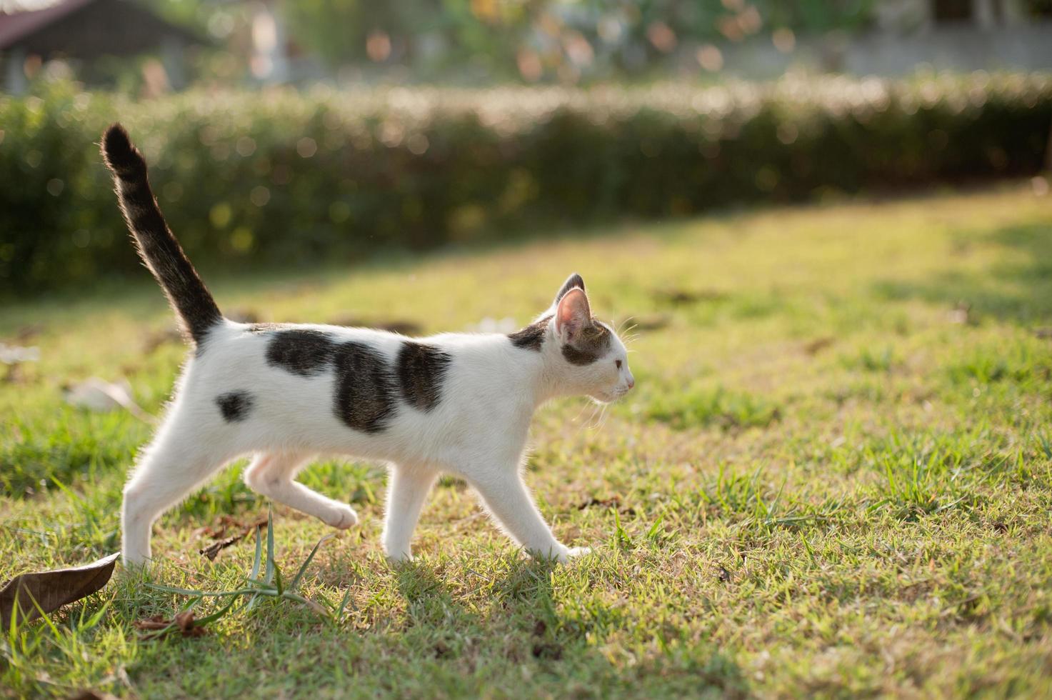 rilassante gatto seduto bianco, carino divertente foto