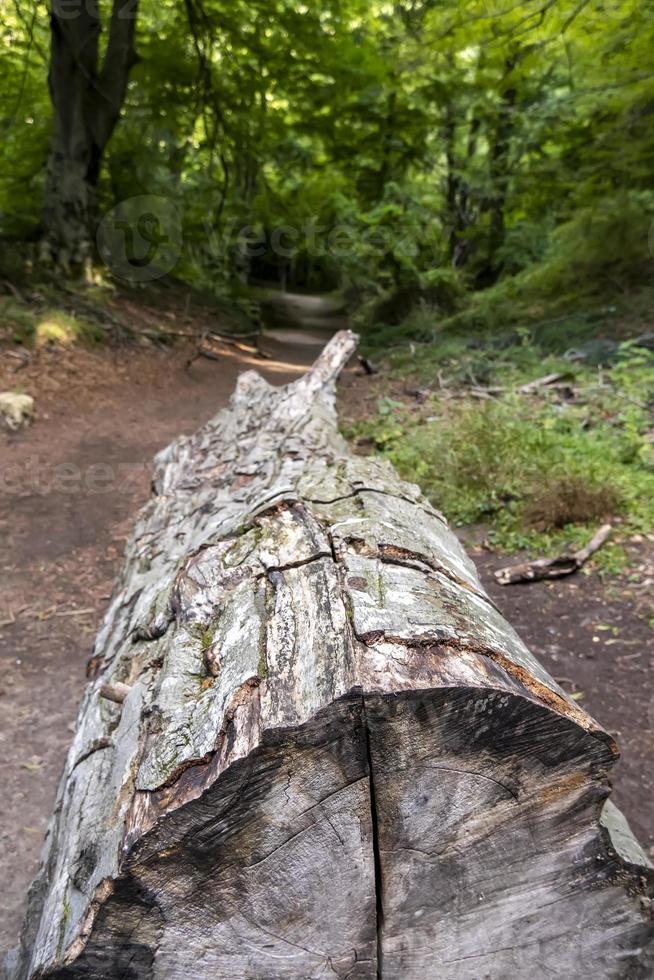 tagliare un albero in una foresta selvaggia foto