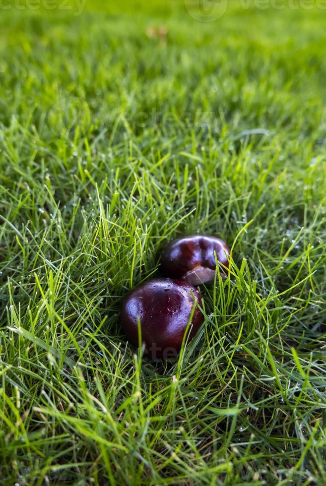 castagne nell'erba foto