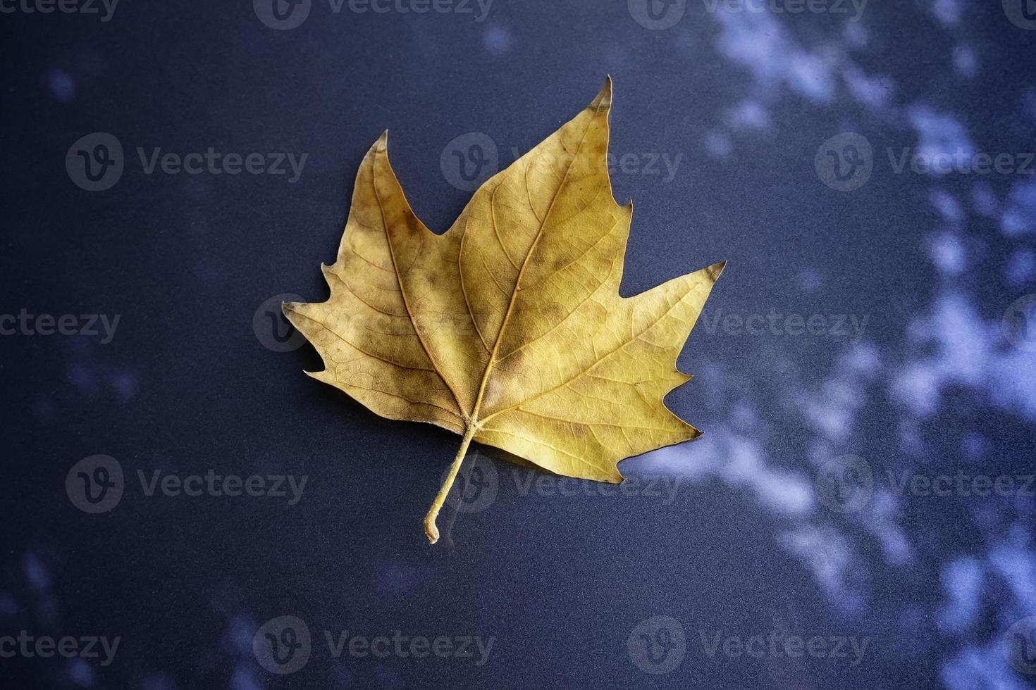 foglia secca autunnale su sfondo blu foto