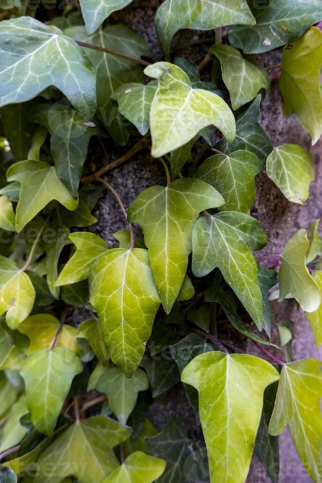 muro pieno di edera verde foto