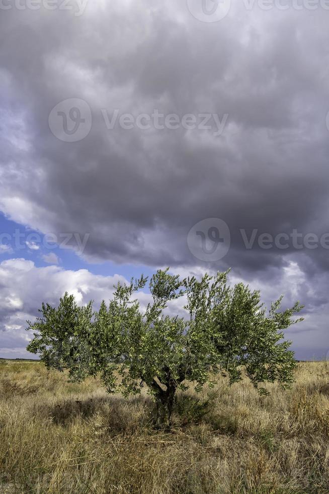 vecchio ulivo in una giornata nuvolosa foto