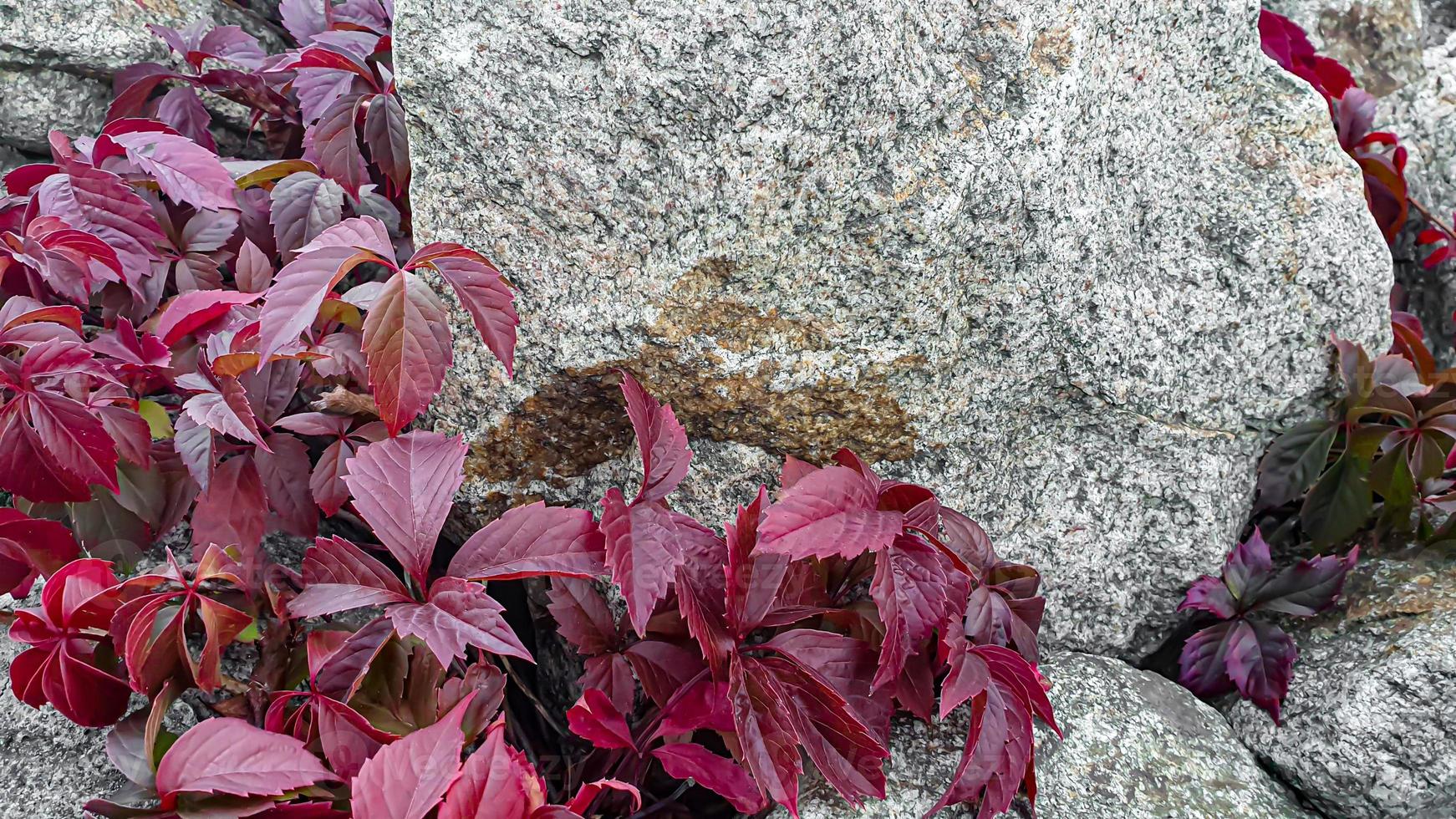 sfondo di pietra con rami di piante. rami con foglie verdi. cumulo di granito. foto