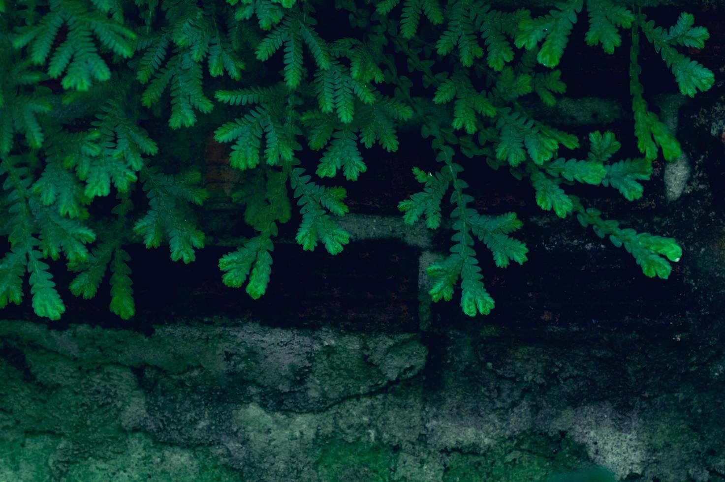 lo sfondo lascia il verde in natura foto