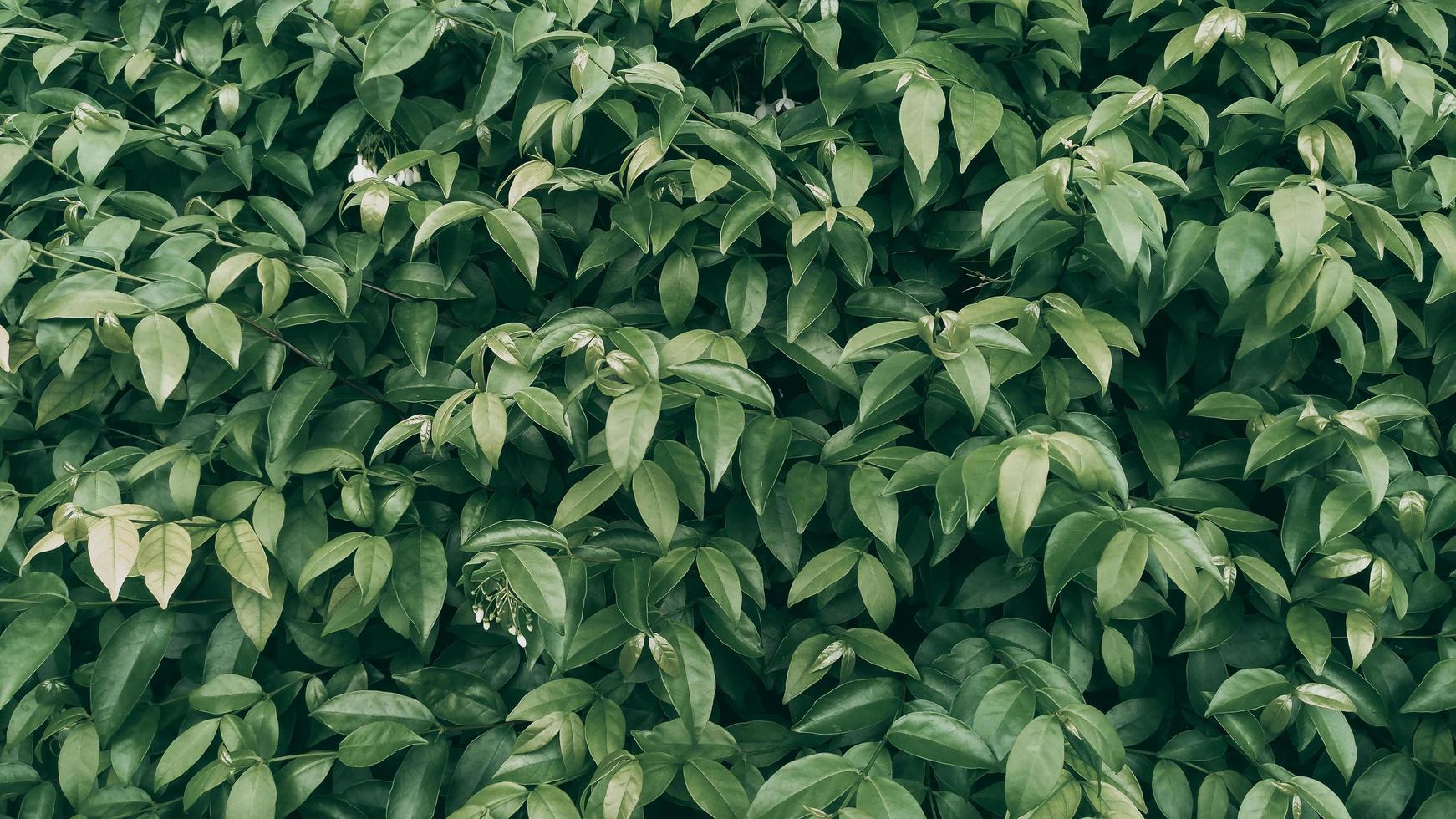 sfondo foglia verde tropicale, tema tono scuro. foto