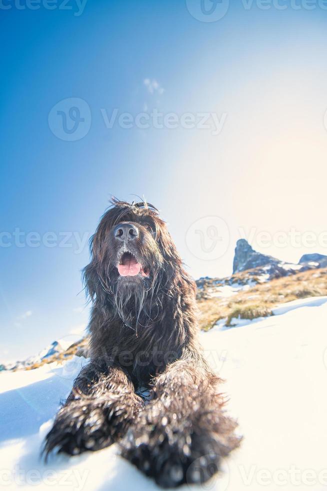 cane da pastore delle alpi italiane sembra dominare con il suo sguardo foto