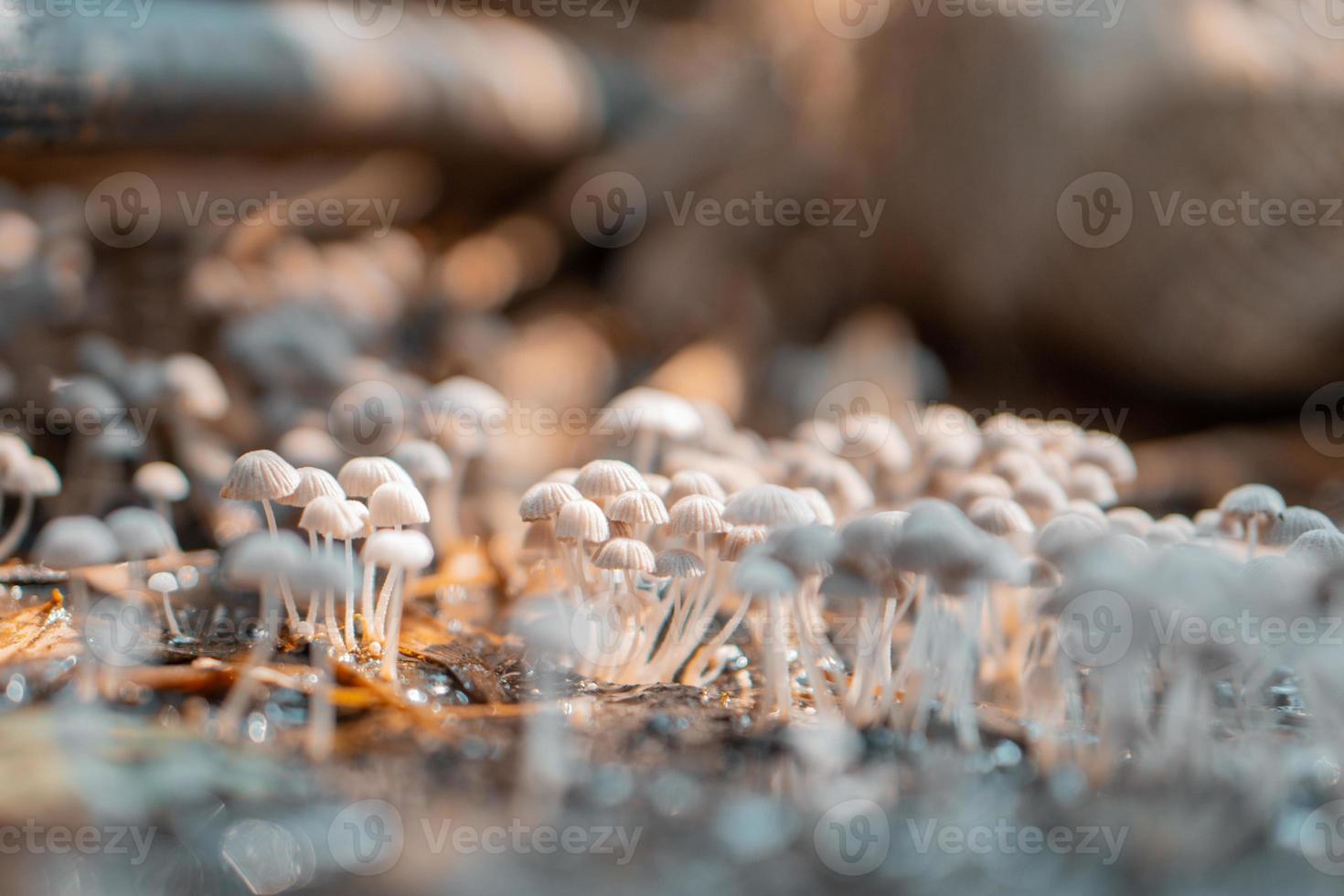 simpatici funghi psilocybe con tappo liberty foto