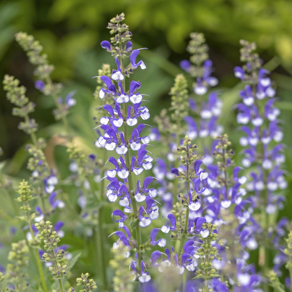 spighe di fiori bianchi e blu di salvia farinacea foto