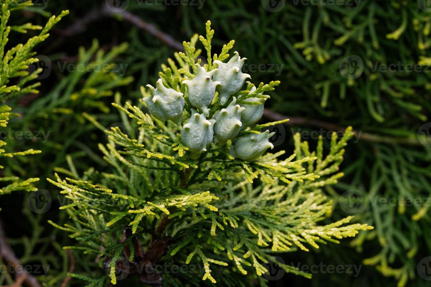 platycladus orientalis, coni di semi immaturi di un tuia orientale foto