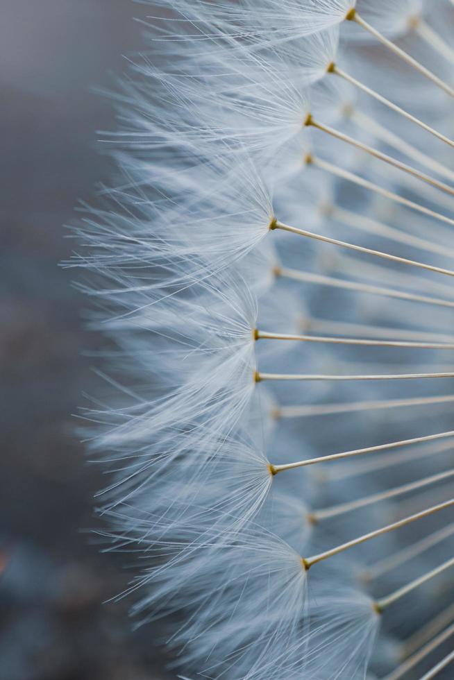 macro del seme del fiore del dente di leone in primavera foto