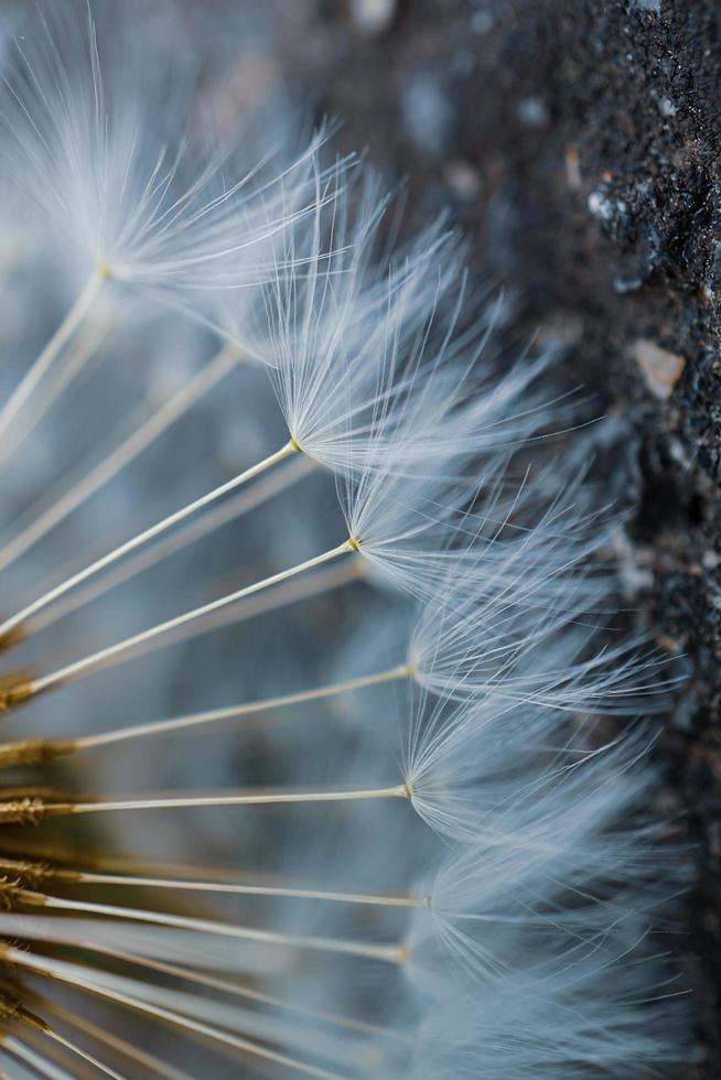 macro del seme del fiore del dente di leone in primavera foto