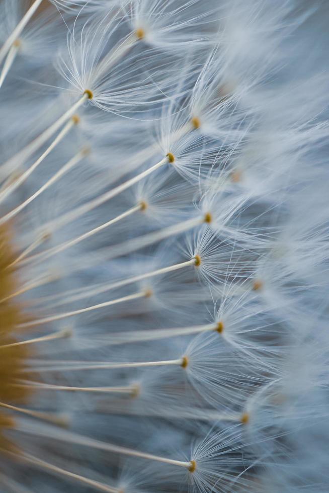 macro del seme del fiore del dente di leone in primavera foto