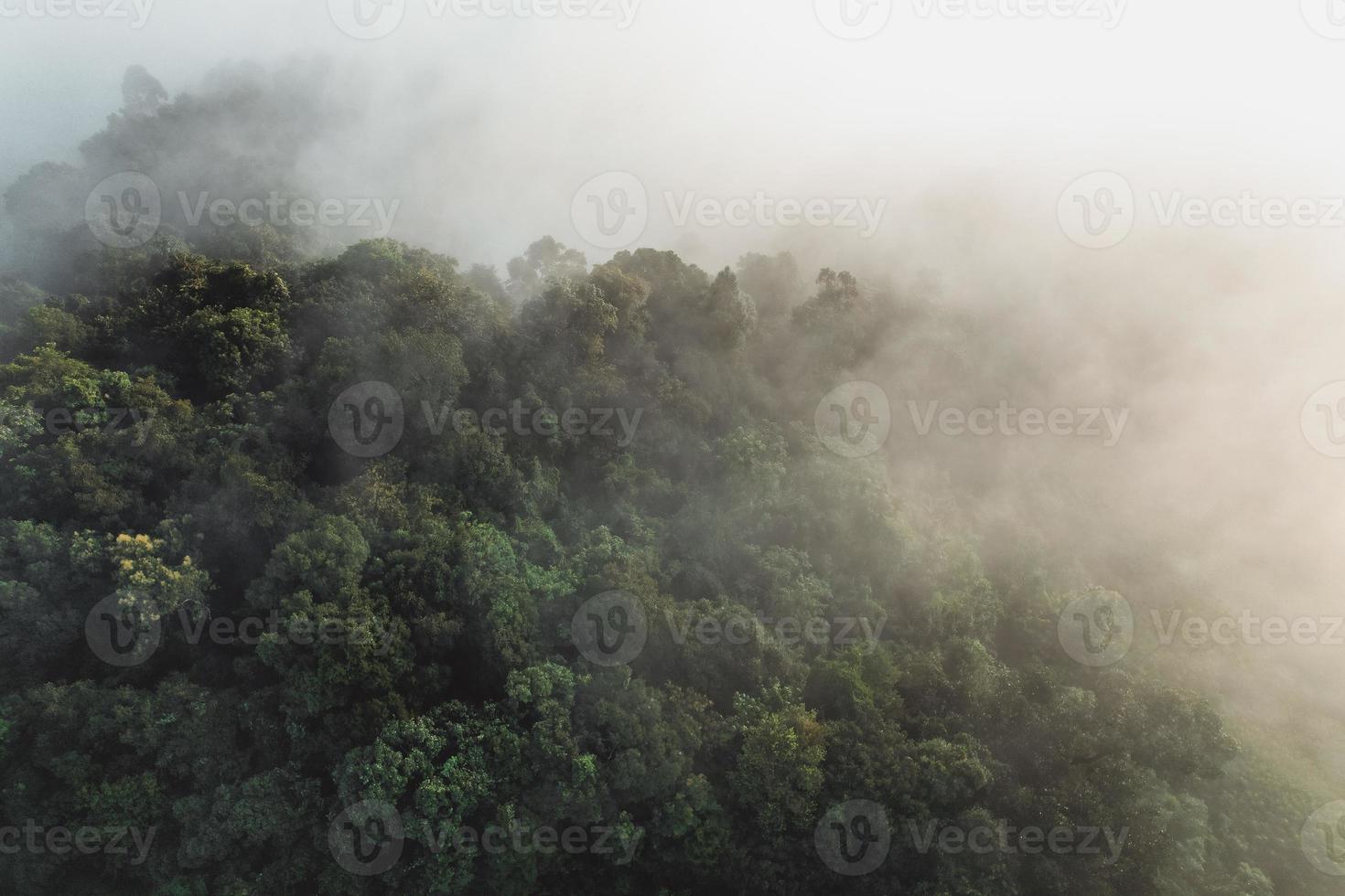 nebbia mattutina nella foresta dall'alto foto